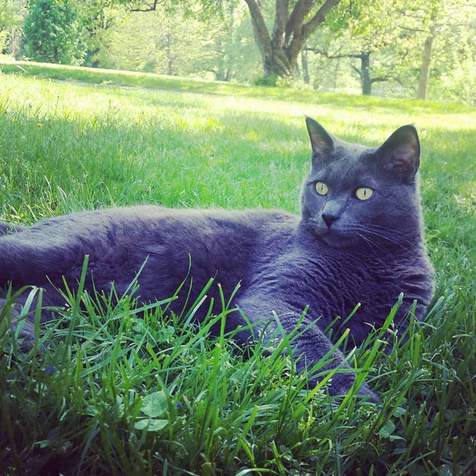 Grey cat laying in grass in the summertime